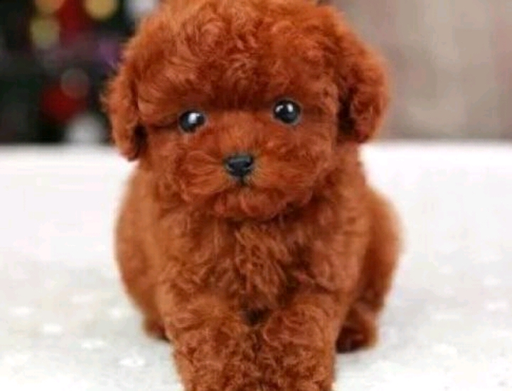 泰迪 泰迪幼犬純種 泰迪幼犬真狗