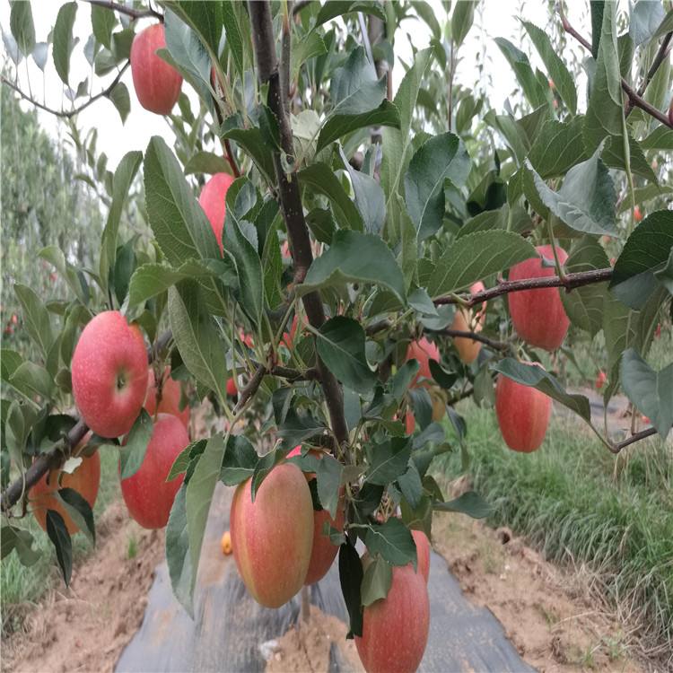 天津雞心果樹苗種植基地-批發(fā)價格-銷售電話-銷往全國各地【天津綠洲苗木種植基地】