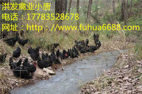 溫室雞苗種，各類脫溫出殼雞苗批發(fā)，包活到家