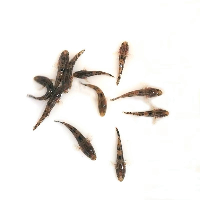 芙蓉區(qū)筍殼魚苗 湖南筍殼魚苗出售 桂花魚苗批發(fā) 魚苗批發(fā)
