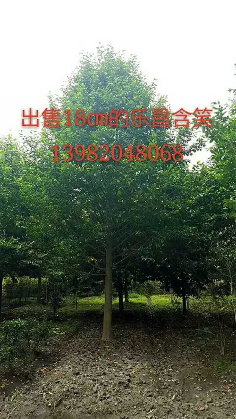 成都法國(guó)棟青種植基地、批發(fā)、大量供應(yīng)、價(jià)格【郫都區(qū)志鴻園藝場(chǎng)】