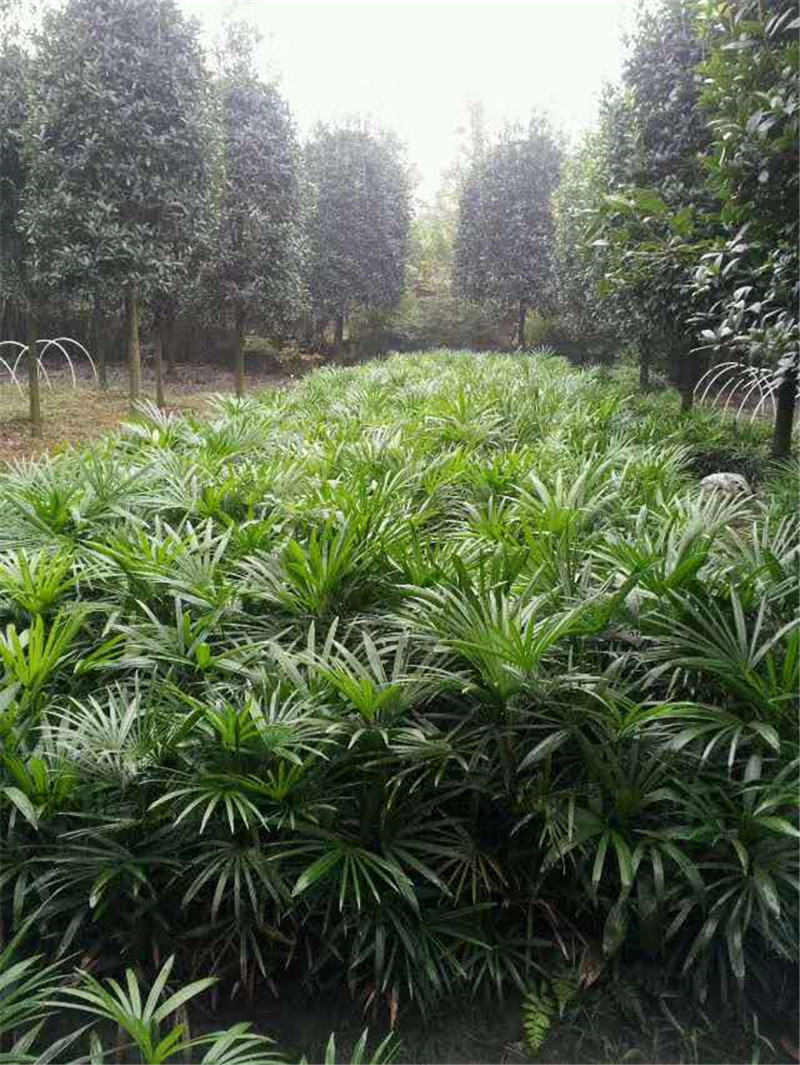 【真不錯(cuò)】法國棟青大量*供應(yīng) 法國棟青*惠-郫都區(qū)志鴻園藝場