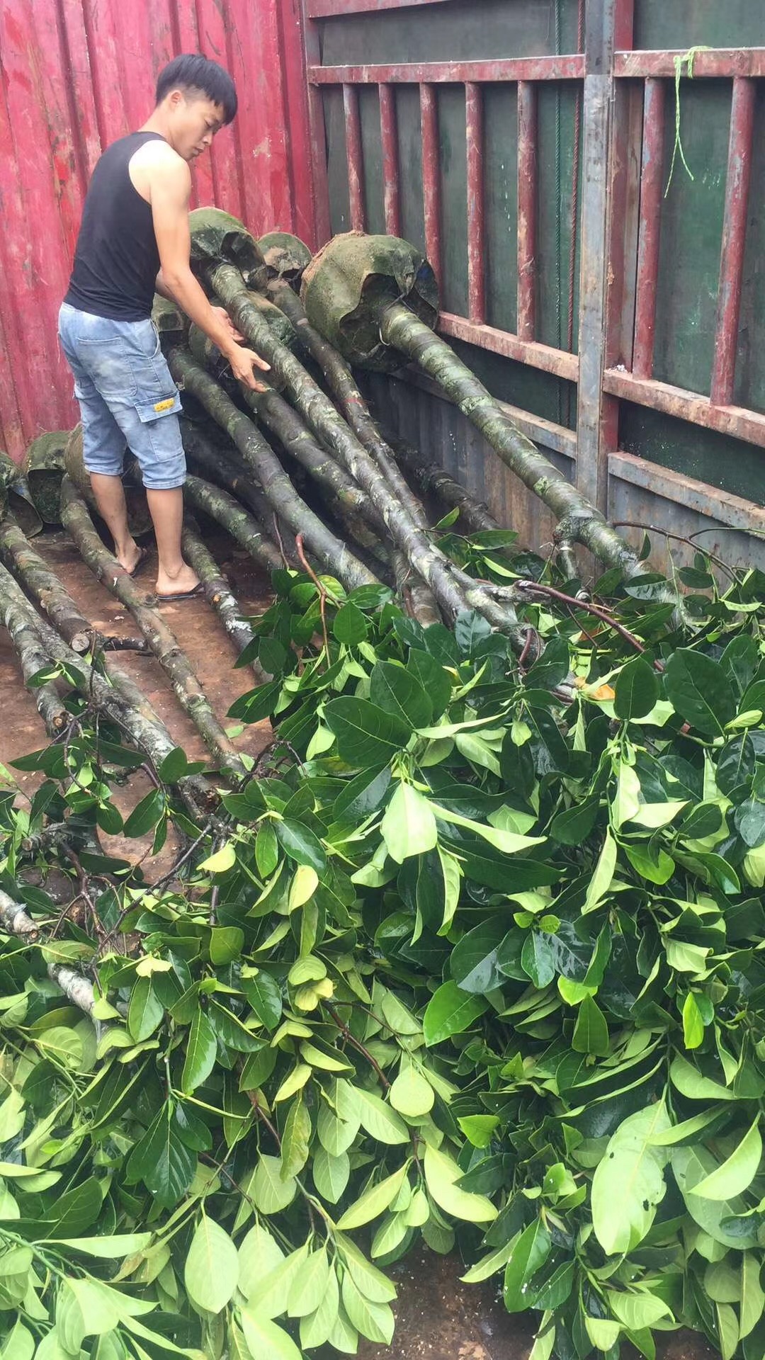 7分菠蘿蜜樹(shù)苗種植基地-價(jià)格-報(bào)價(jià)