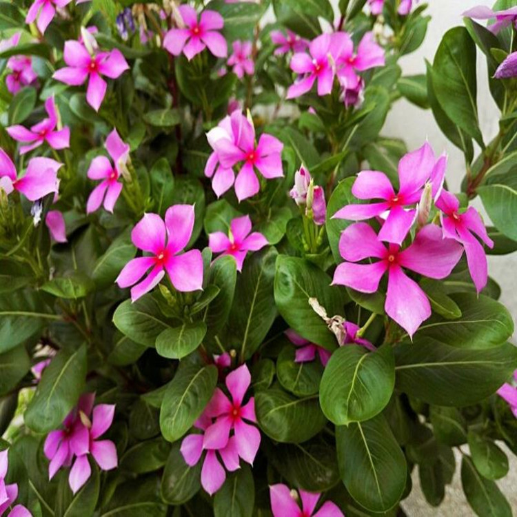 長春花@福建基地直銷綠化地被苗長春花量大從優(yōu)