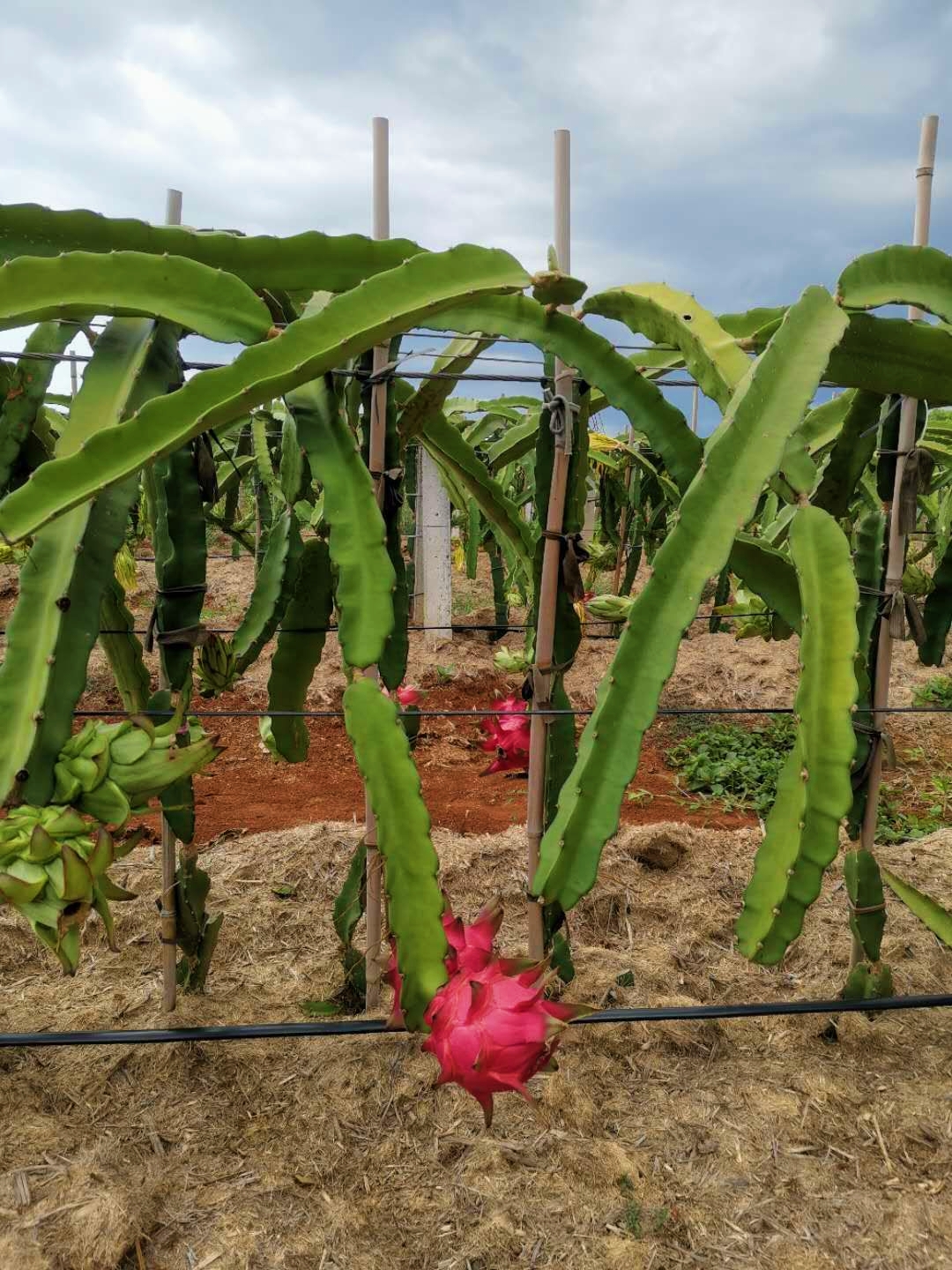 廣東紅心火龍果  批發(fā) 報(bào)價(jià)  價(jià)格