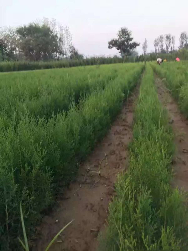 側(cè)柏-側(cè)柏小苗