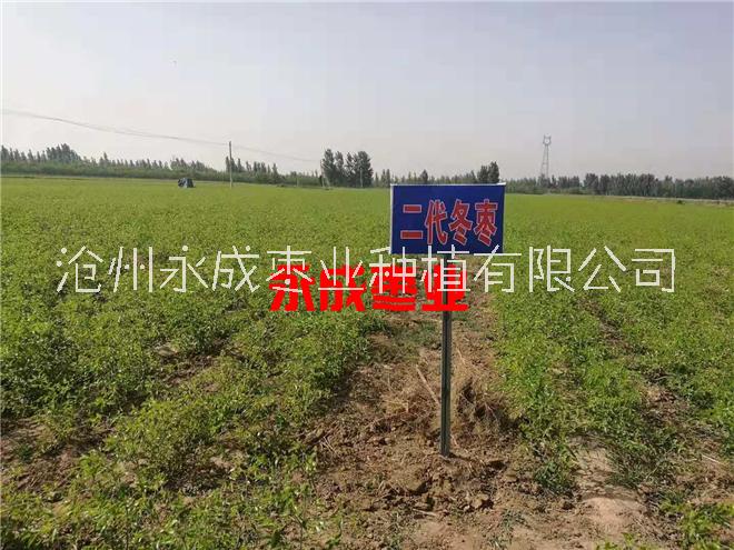 出售沾化冬棗苗 出售南方冬棗苗100萬(wàn)株