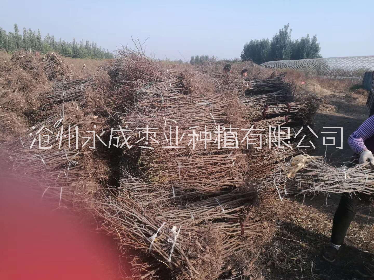 金絲紅棗苗《內(nèi)蒙》出售60公分高金絲紅棗苗200萬株