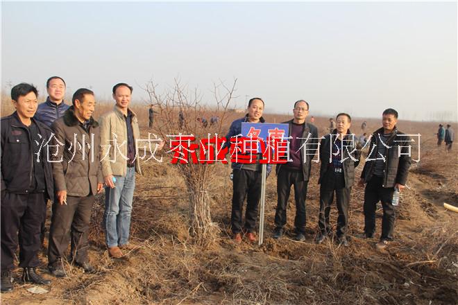 出售沾化冬棗苗 出售南方冬棗苗100萬(wàn)株