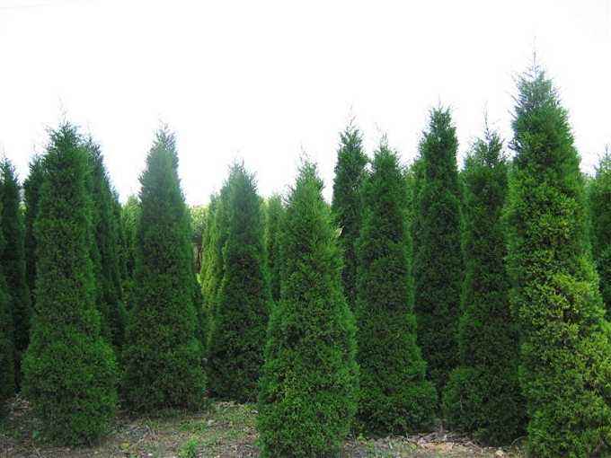 湖南塔柏種植基地-價(jià)格-電話-批發(fā)