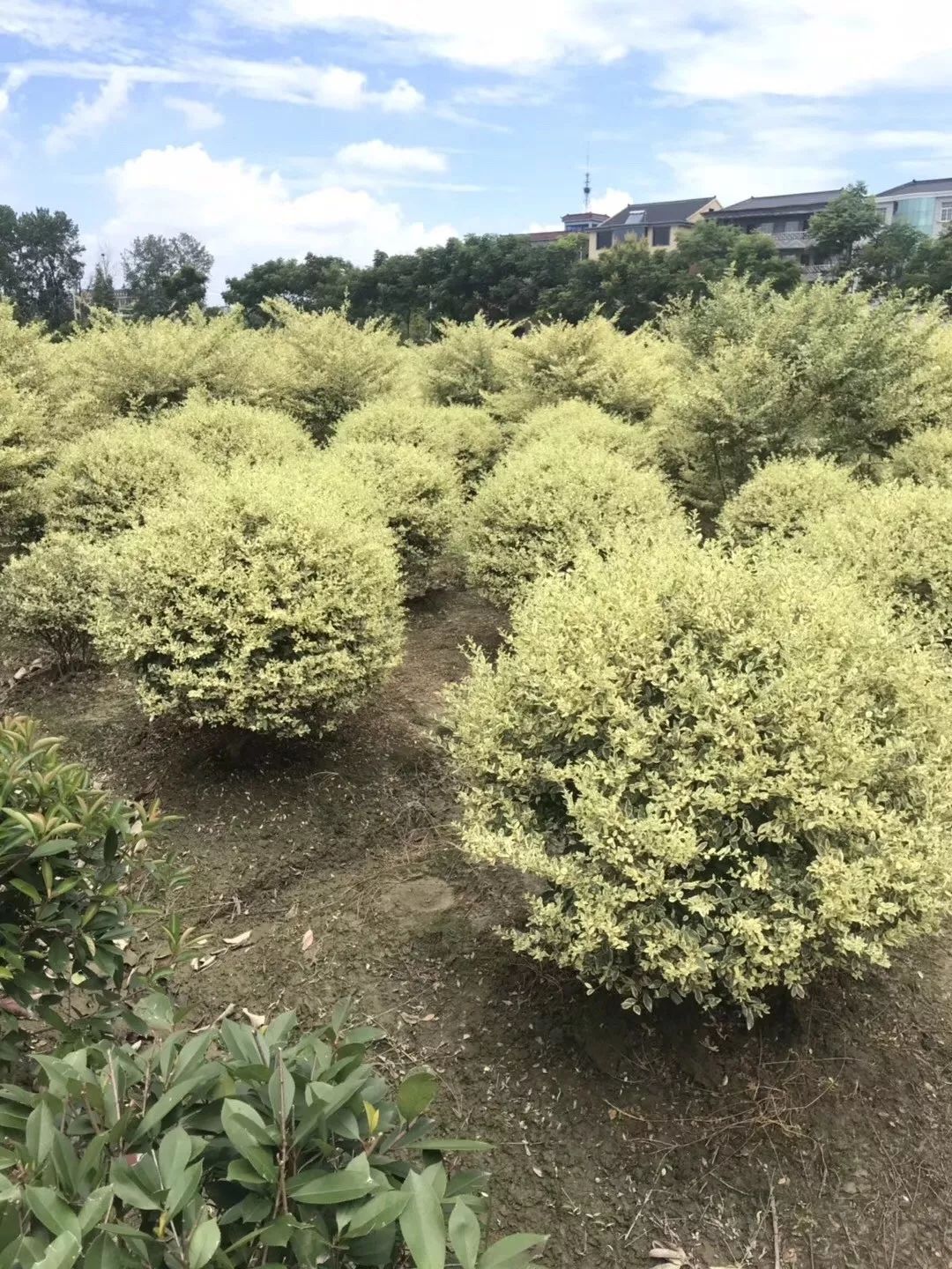 湖南金姬女貞種植基地、價格、供應(yīng)商、批發(fā)【藝彩園林】