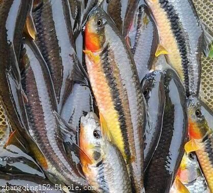 夏季新品馬口魚苗批發(fā)多少錢 春夏新品馬口魚苗