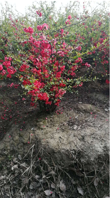 無錫蓬徑120cm貼梗海棠種植基地、批發(fā)、價格【宜興市叢生貼梗海棠基地】