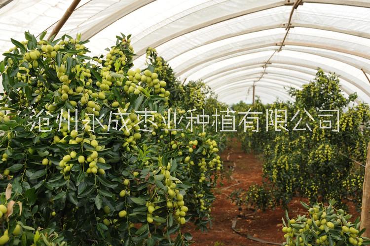 冰糖棗幾月份成熟，冰糖棗畝產(chǎn)多少斤？ 云南冰糖棗苗價(jià)格