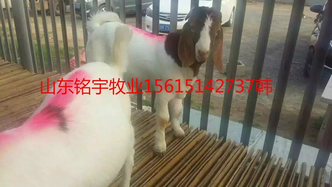 波爾價(jià)格 波爾羊羔 波爾養(yǎng)殖場(chǎng) 波爾養(yǎng)殖基地波爾羊羔