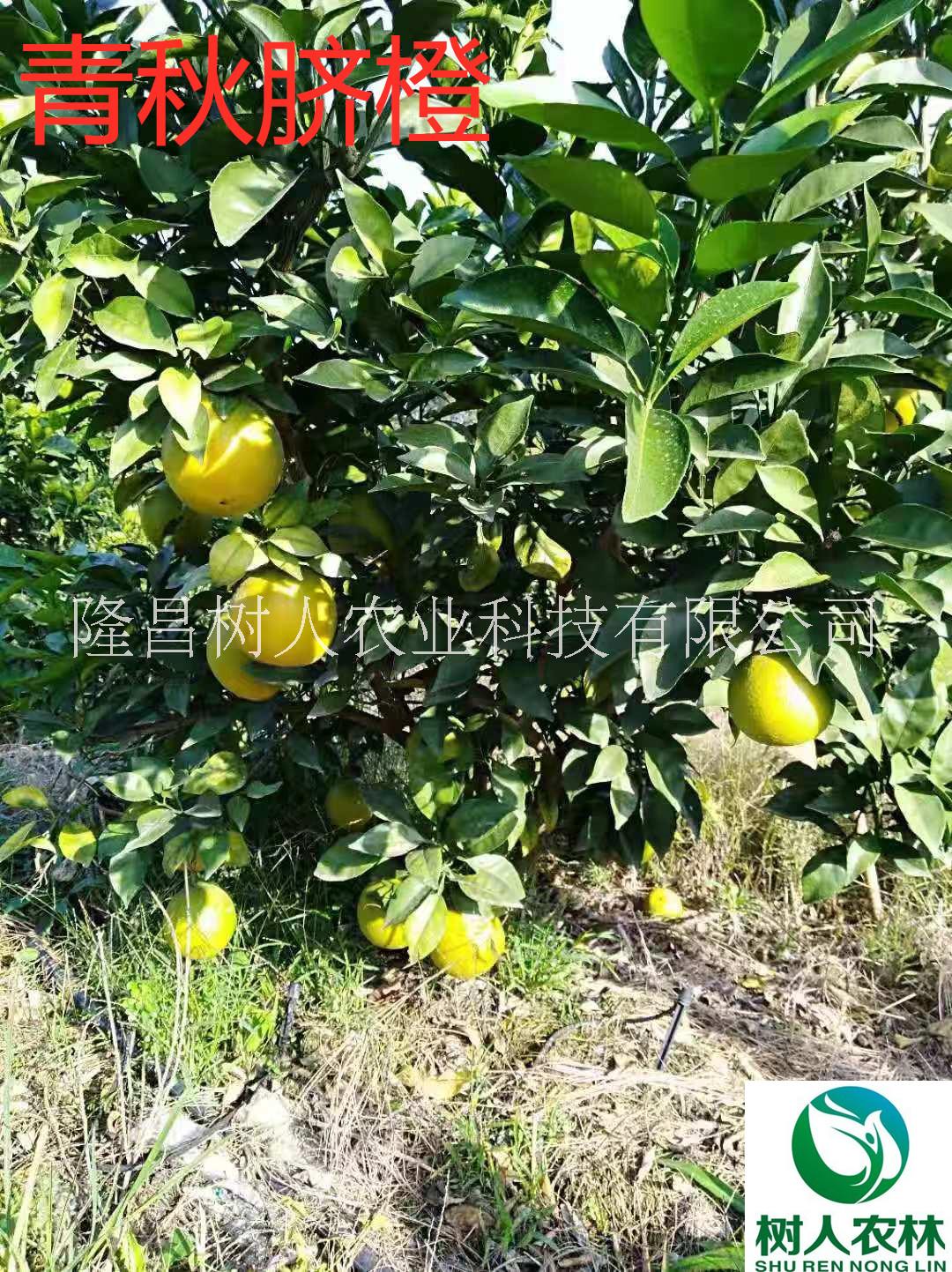 青秋臍橙苗簽訂合同純度保證