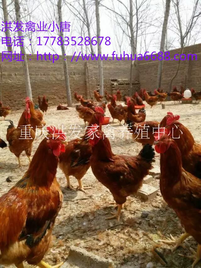 溫室雞苗種，各類脫溫出殼雞苗批發(fā)，包活到家