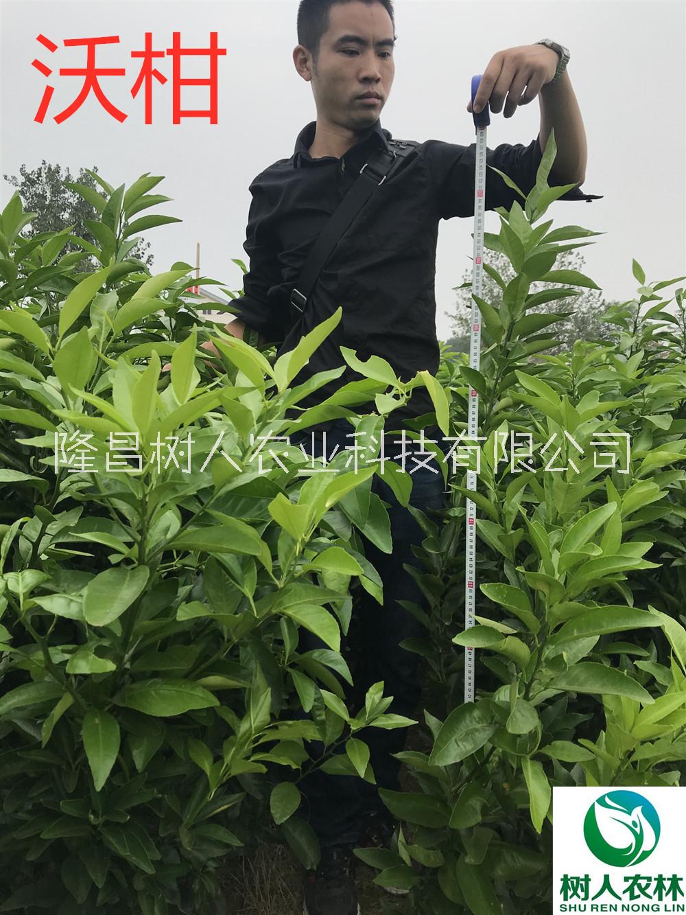 沃柑苗1年苗7元沃柑杯苗簽訂合同純度保證