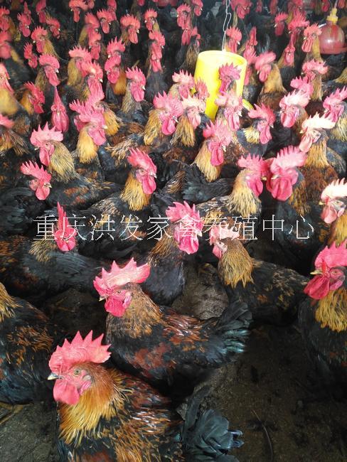 溫室雞苗種，各類脫溫出殼雞苗批發(fā)，包活到家