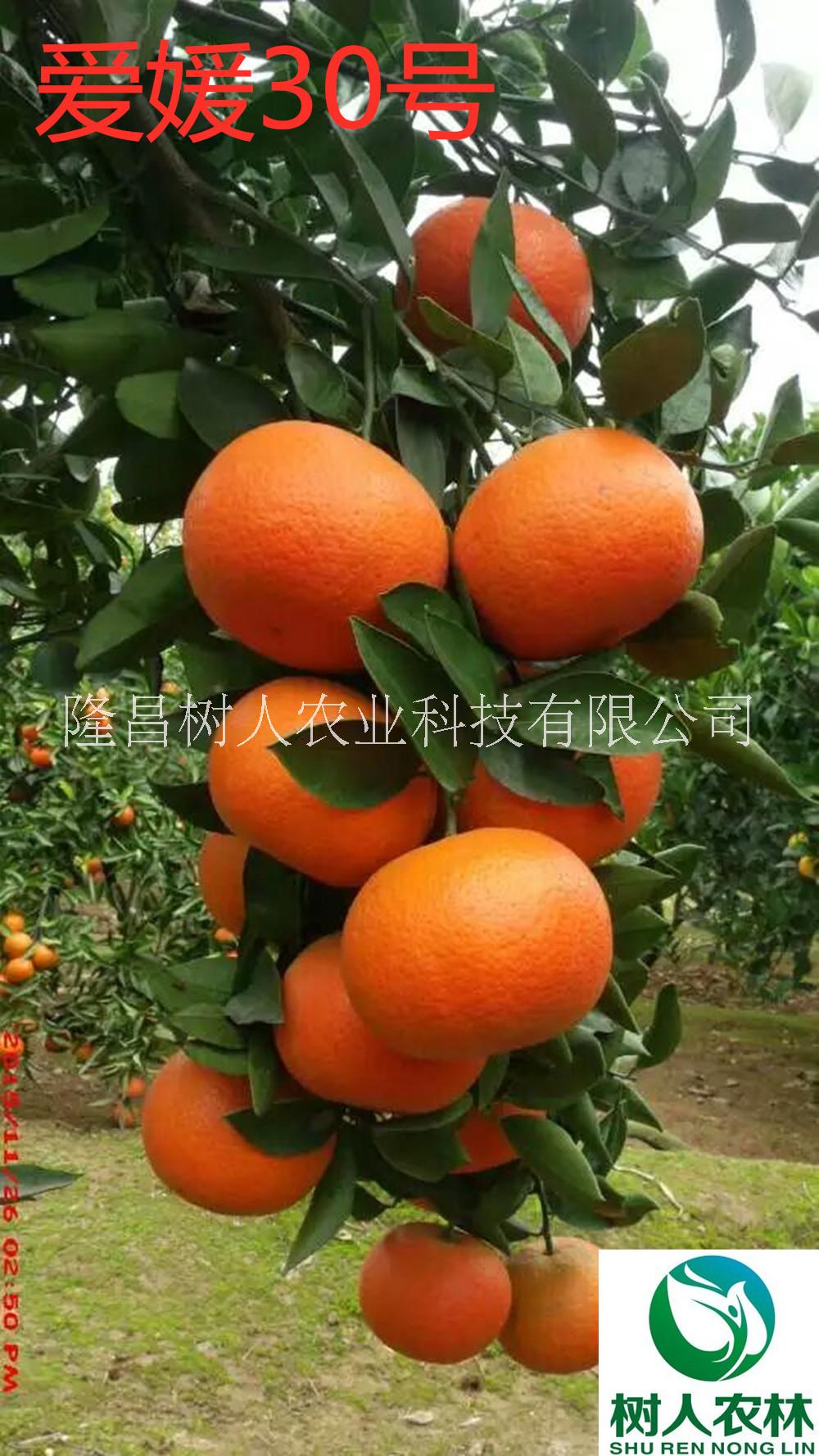 愛媛30號苗1年苗8元簽訂合同純度保證