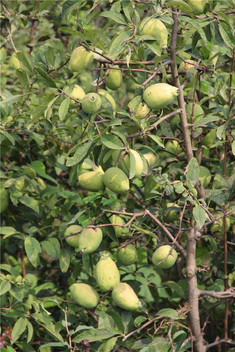 皺皮木瓜苗價格 皺皮木瓜苗批發(fā) 皺皮木瓜苗基地 產(chǎn)地直銷 山東萬畝木瓜基地 價格低樹形好