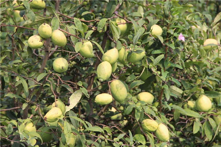 皺皮木瓜苗價格 皺皮木瓜苗批發(fā) 皺皮木瓜苗基地 產(chǎn)地直銷 山東萬畝木瓜基地 價格低樹形好