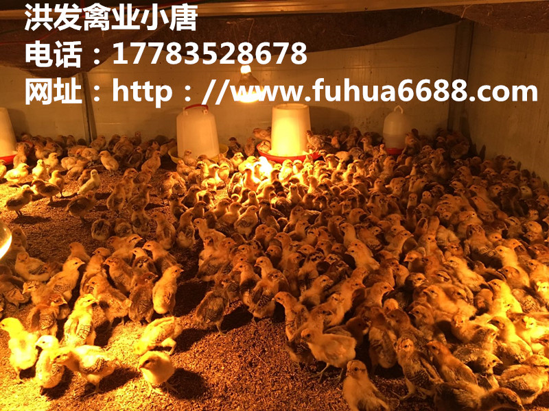 土雞苗批發(fā)，提高蛋雞育雛率的方法，廠家供貨