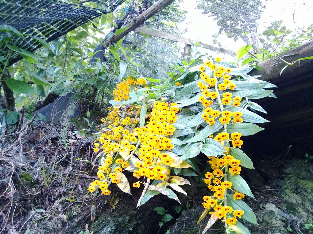 束花石斛種植基地-價格-大量供應(yīng)-批發(fā)電話