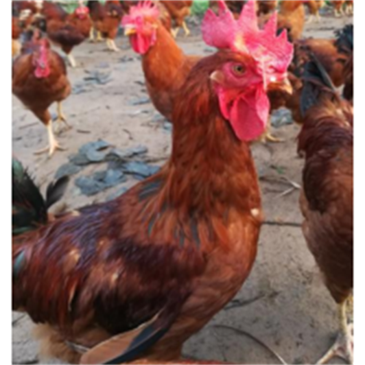 供應山東紅玉公雞苗，優(yōu)質(zhì)山東紅玉公雞苗價格  山東紅玉公雞苗批發(fā)