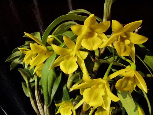 翅梗石斛批發(fā)-種植基地-價(jià)格-大量供應(yīng)