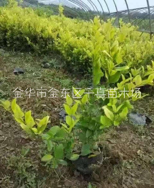 浙江金森女貞供應(yīng) 色塊容器苗金華千喜苗木有售