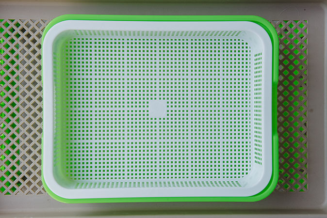 蘿卜芽苗種植技術(shù)