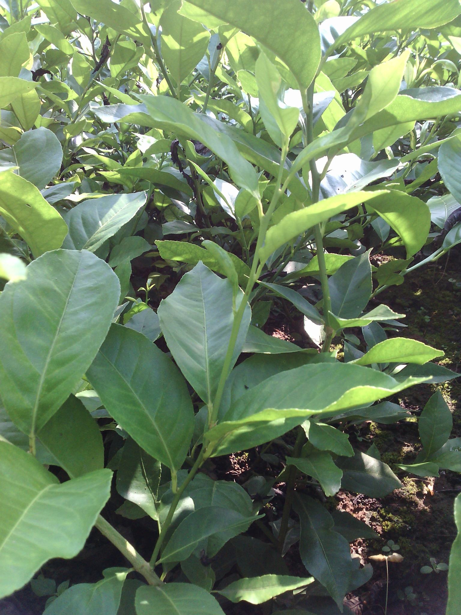 四川攀枝花尤力克檸檬苗培育基地直銷價(jià)格 海源苗木種植合作社