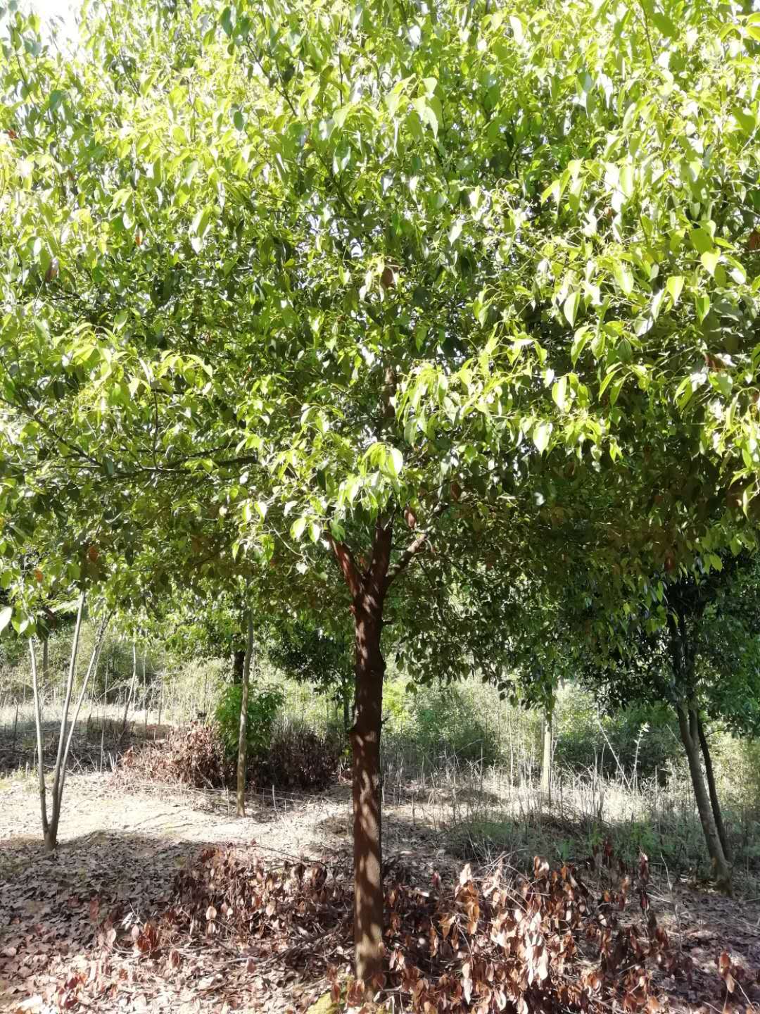 湖南叢生香樟基地 香樟批發(fā)價格