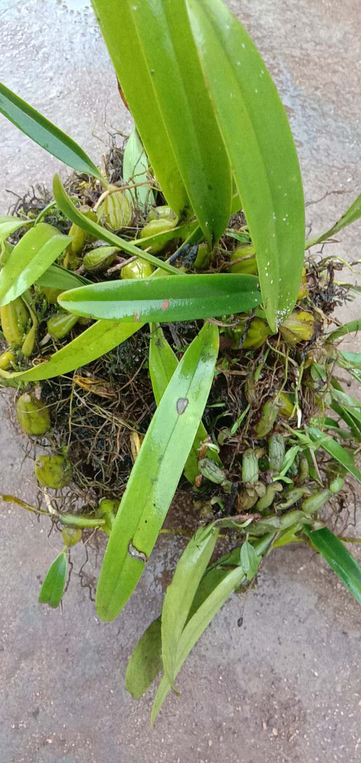 石豆蘭種植基地-價(jià)格-大量供應(yīng)-批發(fā)電話