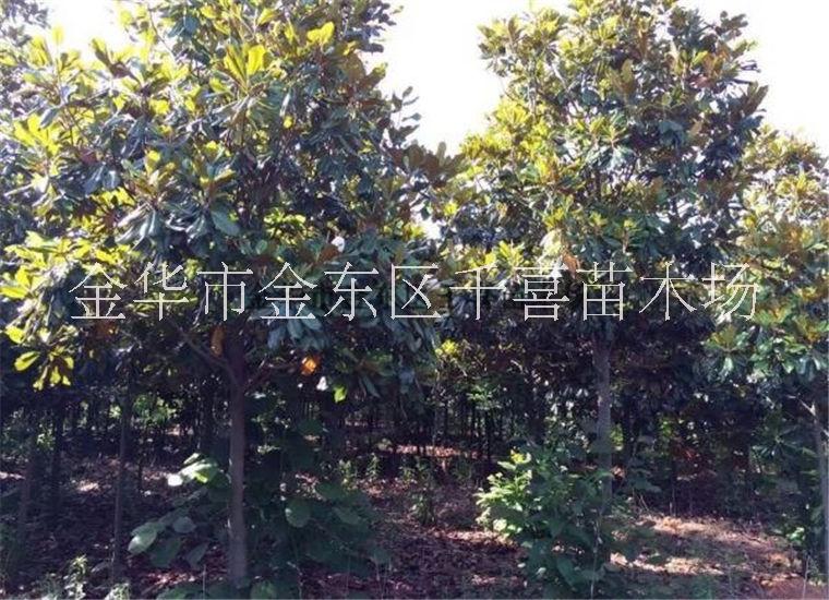 浙江廣玉蘭供應(yīng) 直徑8-40cm行道樹千喜苗木種植