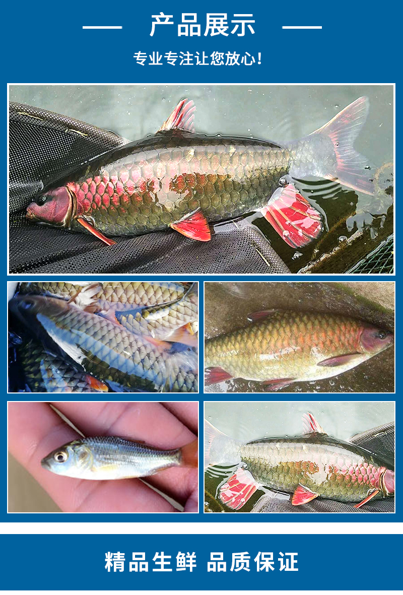 青竹鯉產(chǎn)品 青竹鯉魚養(yǎng)殖基地 青竹鯉魚供應商 鯉魚苗價格