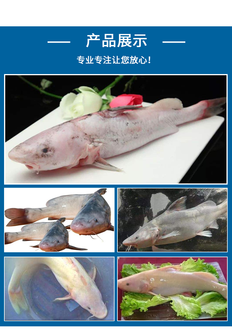 長(zhǎng)吻鮠魚批發(fā)-價(jià)格-哪家好 長(zhǎng)吻鮠魚批發(fā)