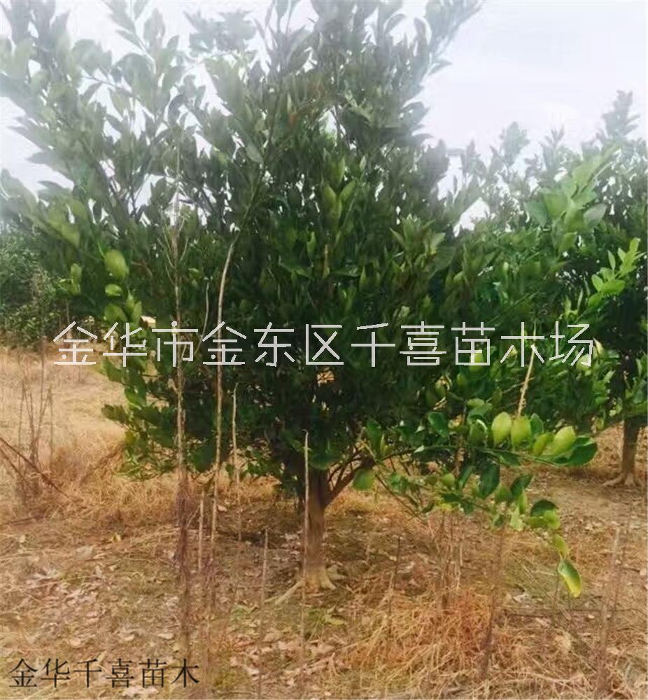 浙江胡柚 400cm冠幅叢生胡柚供應(yīng)采購(gòu)找金華千喜苗木場(chǎng)