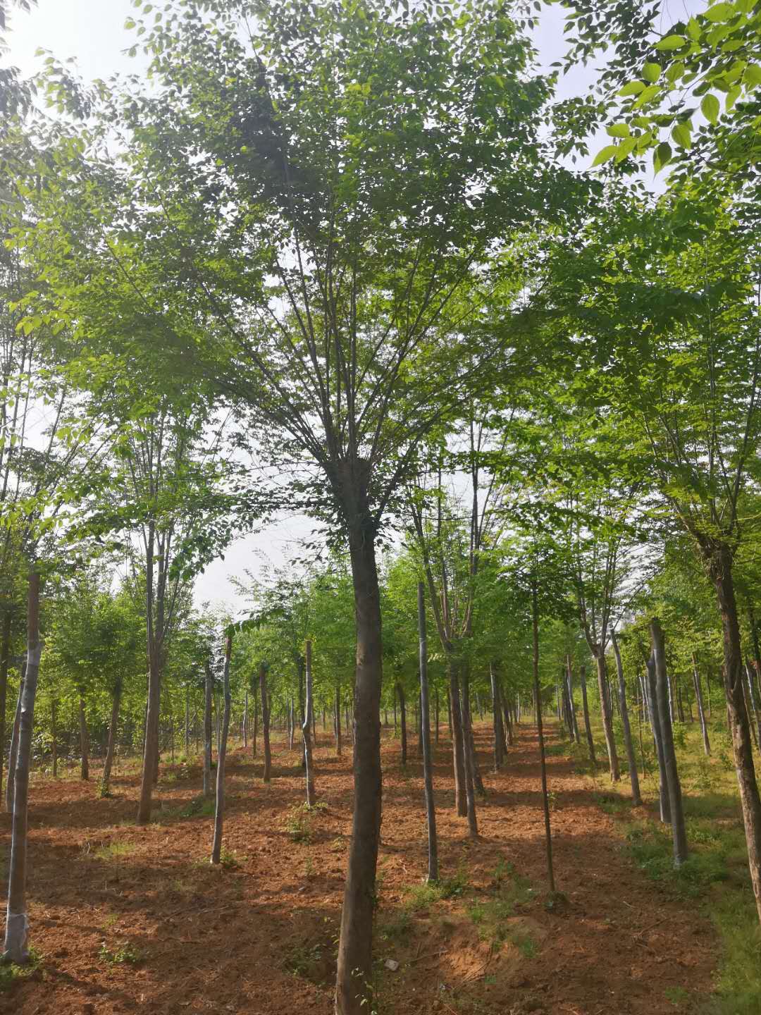 南陽(yáng)青檀樹基地直銷  南陽(yáng)青檀樹批發(fā)價(jià)格 南陽(yáng)青檀樹優(yōu)質(zhì)供應(yīng)商