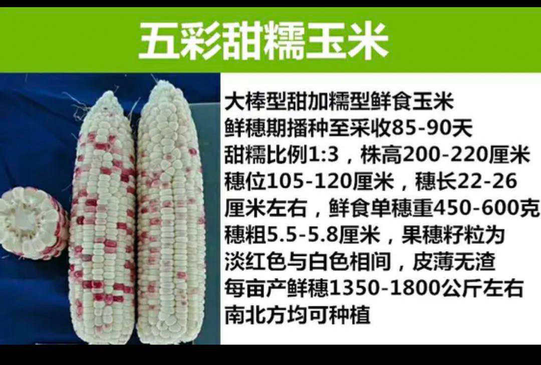 彩糯玉米種子，彩甜糯6號，甜玉米種子，種子繁育基地供應(yīng)商廠家供貨，品質(zhì)保證