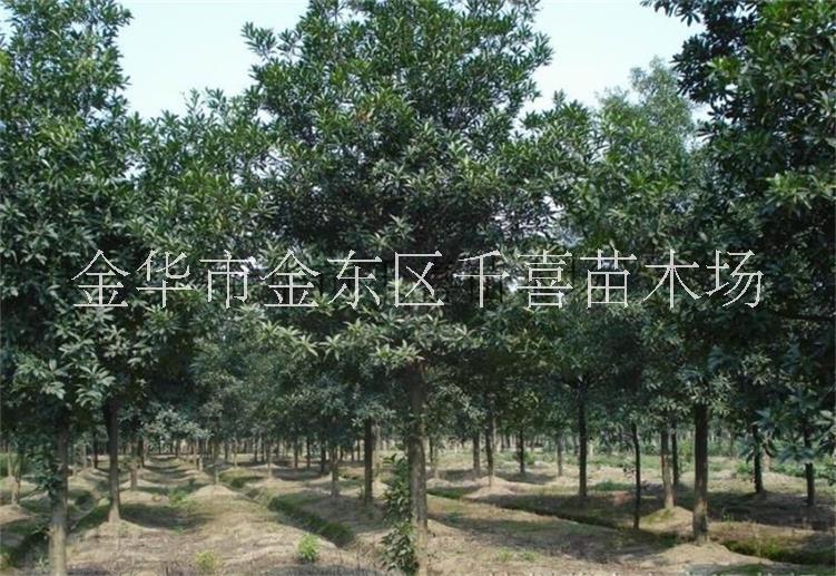 浙江杜英 直徑5-30公分杜英行道樹供應(yīng)找金華千喜苗木