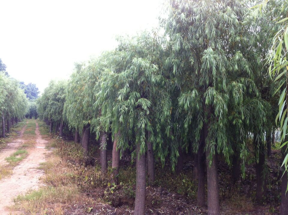 垂柳價(jià)格 垂柳樹(shù) 垂柳米徑5-20公分 直銷(xiāo)垂柳樹(shù)苗