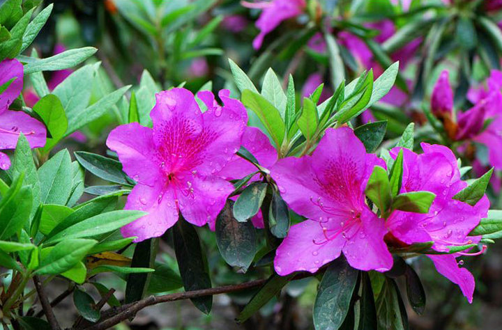 批發(fā)毛鵑花 毛鵑花基地 毛鵑花苗圃