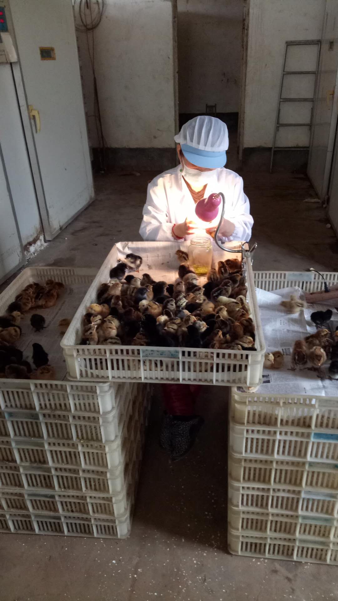 禹城市優(yōu)質(zhì)土雞苗養(yǎng)殖場(chǎng) 直銷批發(fā)價(jià)格 多少錢一只