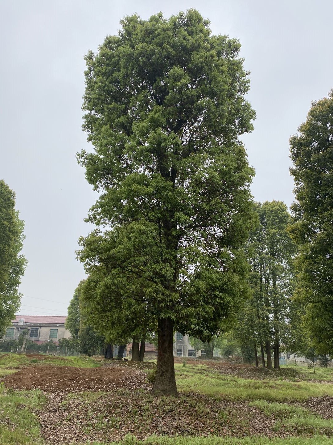 云南切桿移植香樟報(bào)價(jià)、大量供應(yīng)、批發(fā)熱線【益陽(yáng)市赫山區(qū)春華種植專業(yè)合作社】