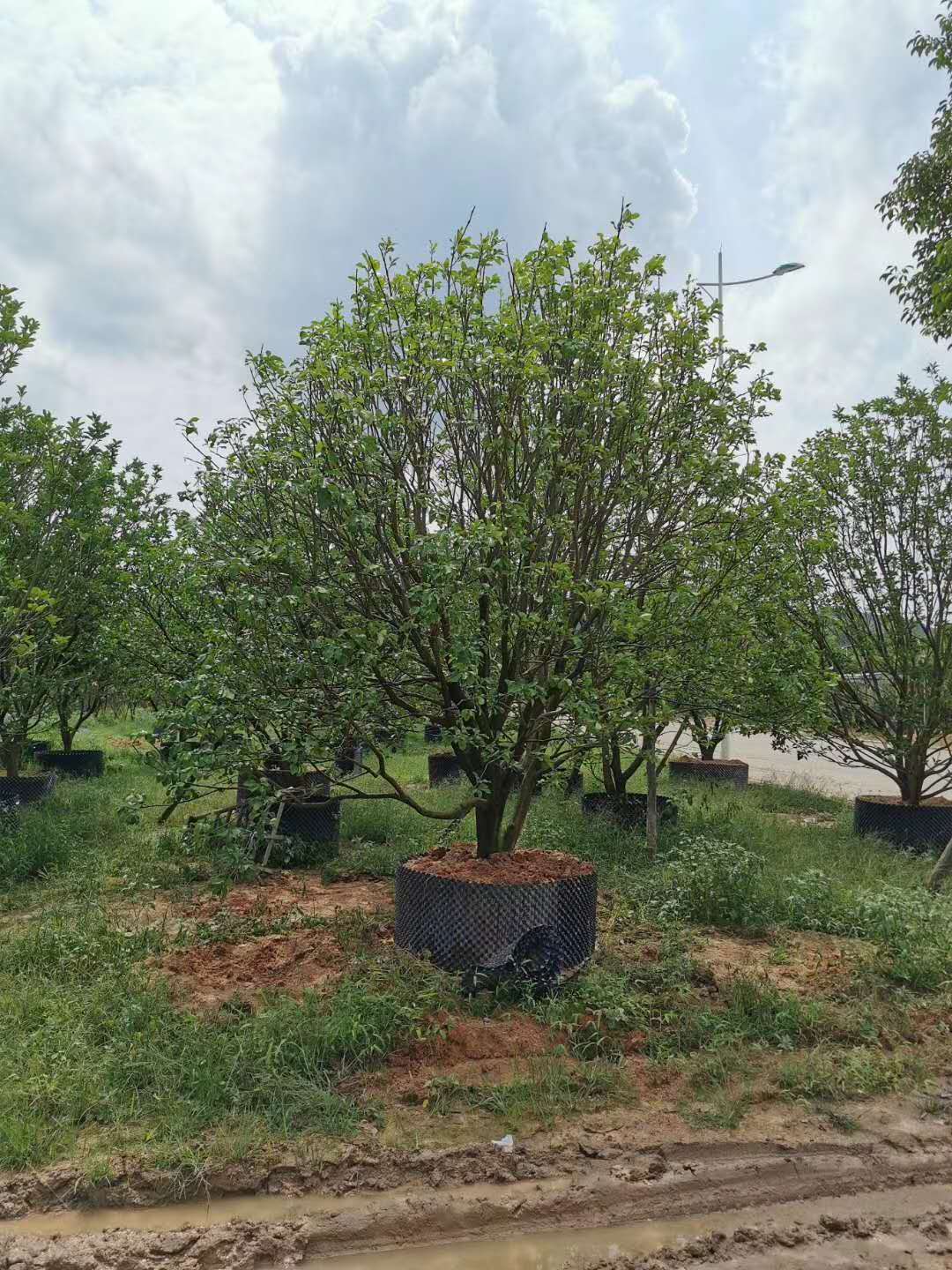 香泡價格@批發(fā)@廠家直銷