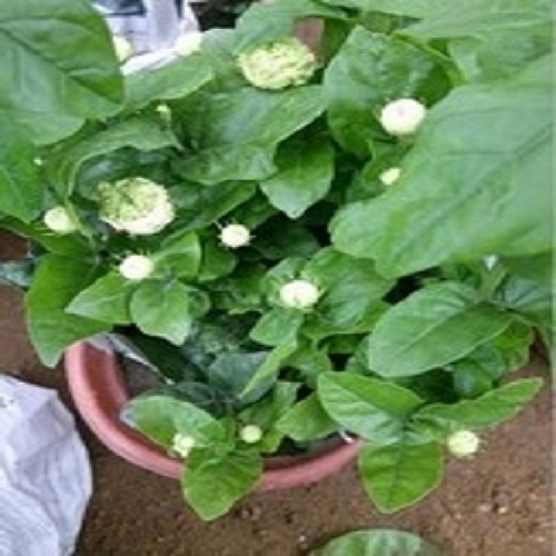 重瓣茉莉袋苗純?yōu)橛^賞植物需要精心呵護(hù) 重瓣茉莉袋苗