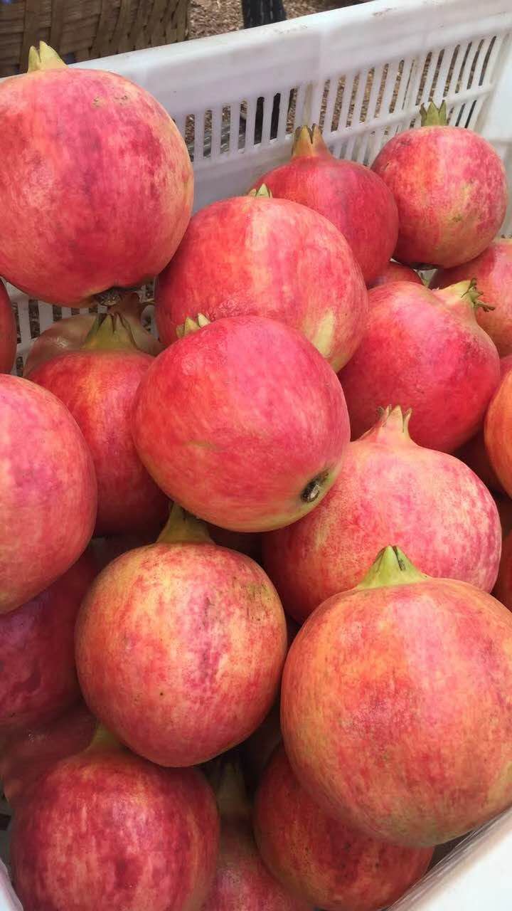 河南石榴廠家 石榴供應(yīng)商  石榴廠家直銷(xiāo)  石榴價(jià)格