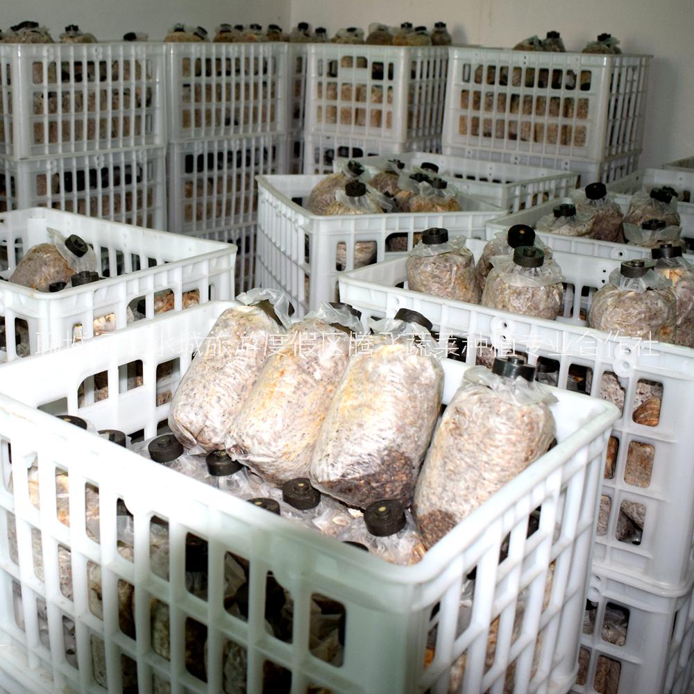 羊肚菌種植菌種山東羊肚菌